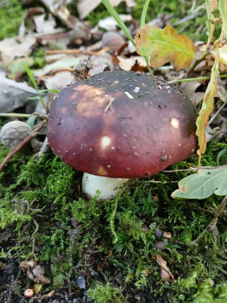 jenlrob's tweet photo. Fabulous fungi on show in Hetchell Wood this morning #fungi #yorkshire https://t.co/qFJttkJyIo