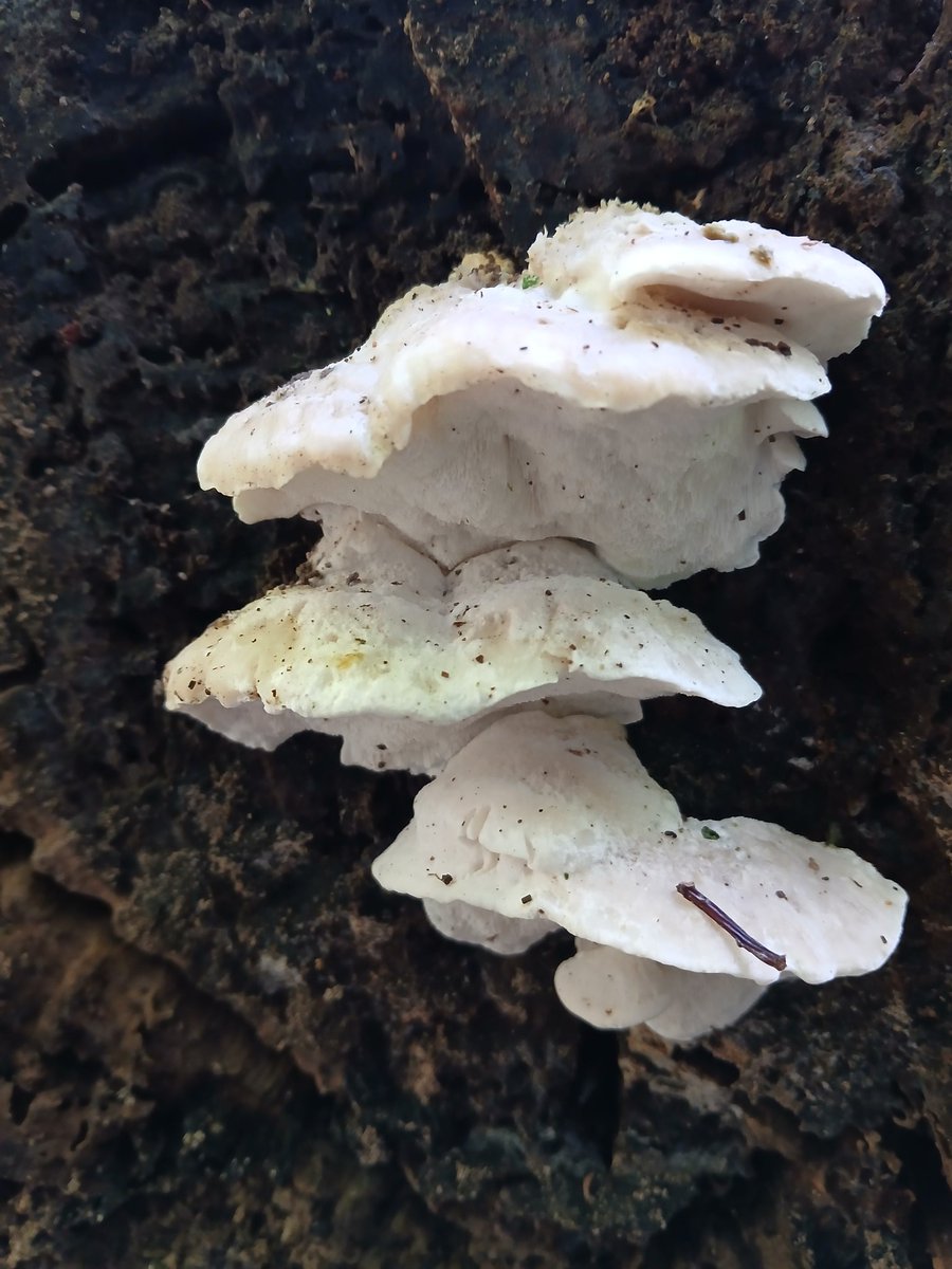 jenlrob's tweet photo. Fabulous fungi on show in Hetchell Wood this morning #fungi #yorkshire https://t.co/qFJttkJyIo