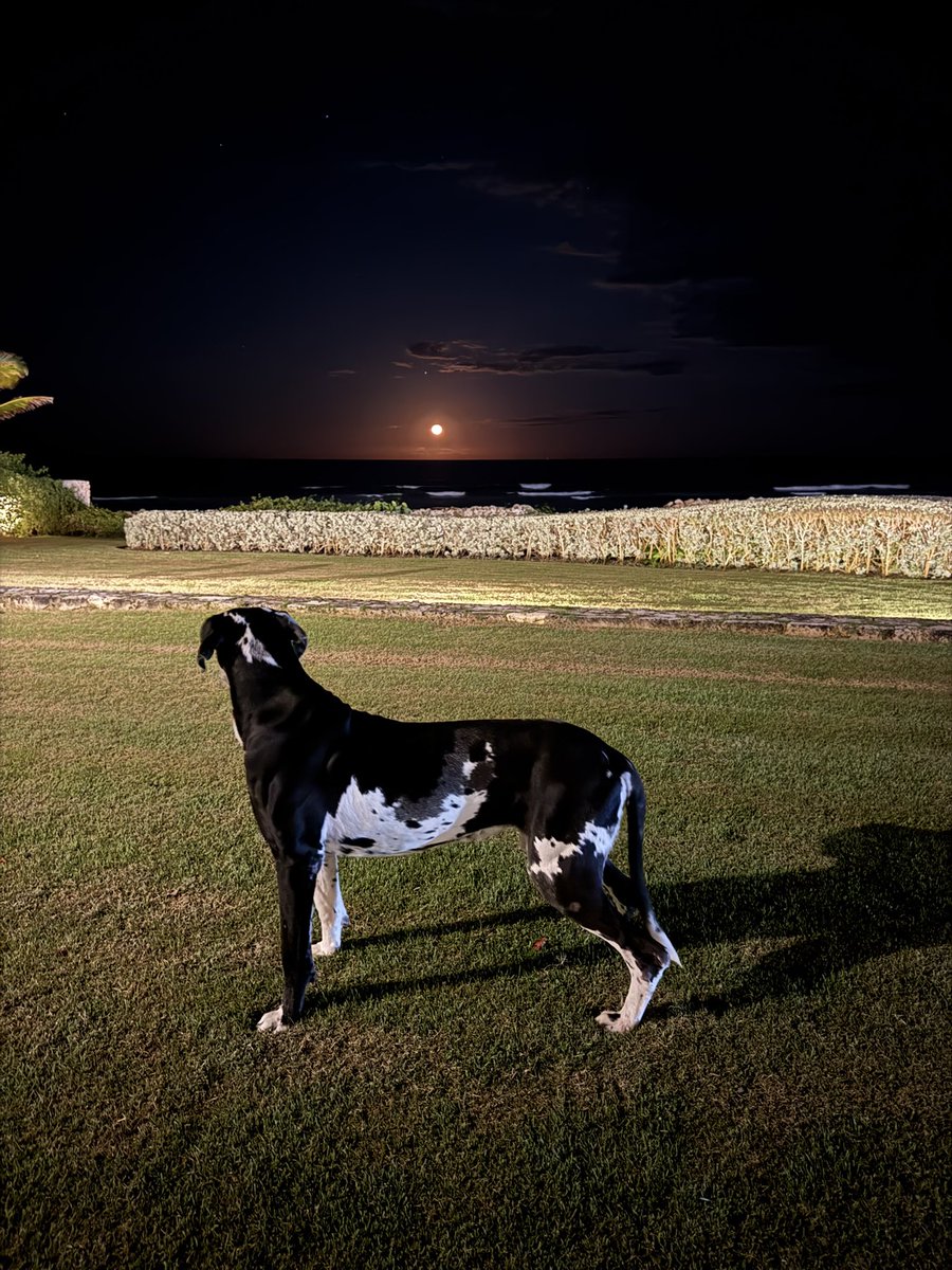 Como mi blue , que hasta la belleza  de la naturaleza logra distinguir .