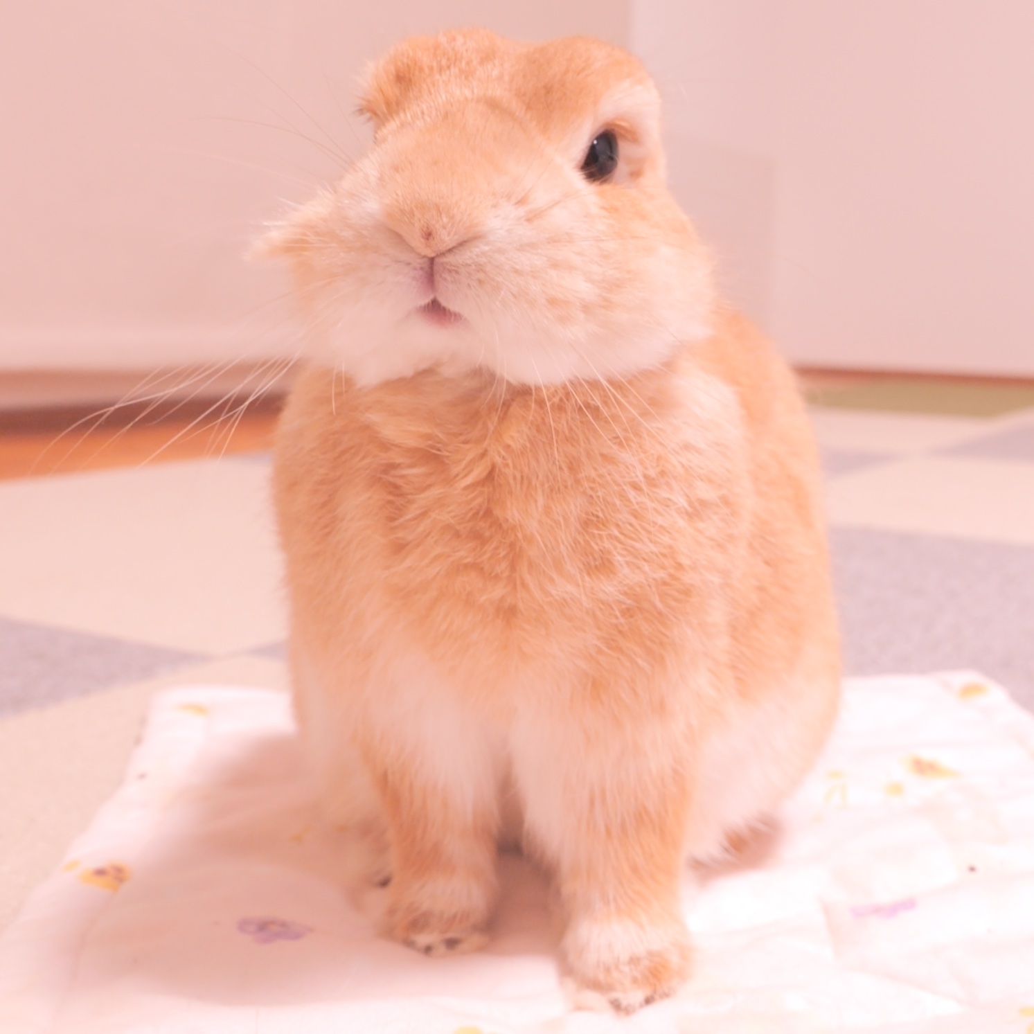 うさぎの麦ちゃんねる (@mugi20180208) / X