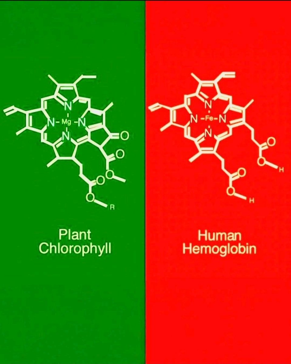 Evolution seemingly builds complexity from the familiar molecular foundations.

At first glance, plants and humans seem worlds apart, but at the molecular level, the chemistry of life speaks a shared language.

The green pigment chlorophyll, which lets plants capture sunlight for