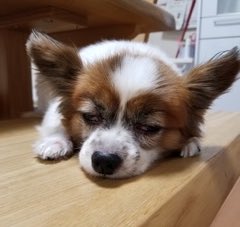 🐶め……

🍁🍂涼しい

🌙今日も一日お疲れ様でした⭐️
🛌おやすみなさいぬん🐾