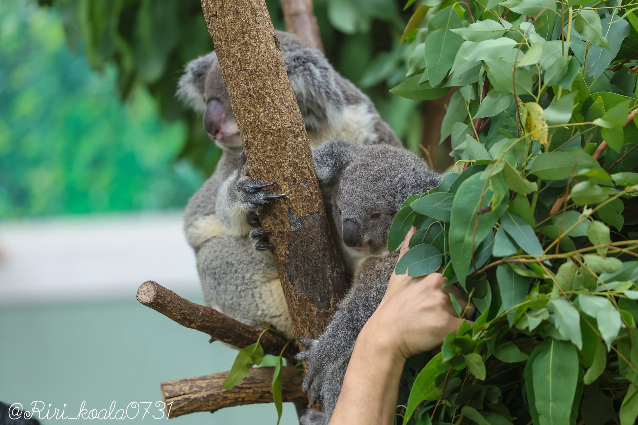 マリーちゃん☆コアラちゃんと桜餅のストラップ　他全6点 🎀 莉里 🐨 on X: 