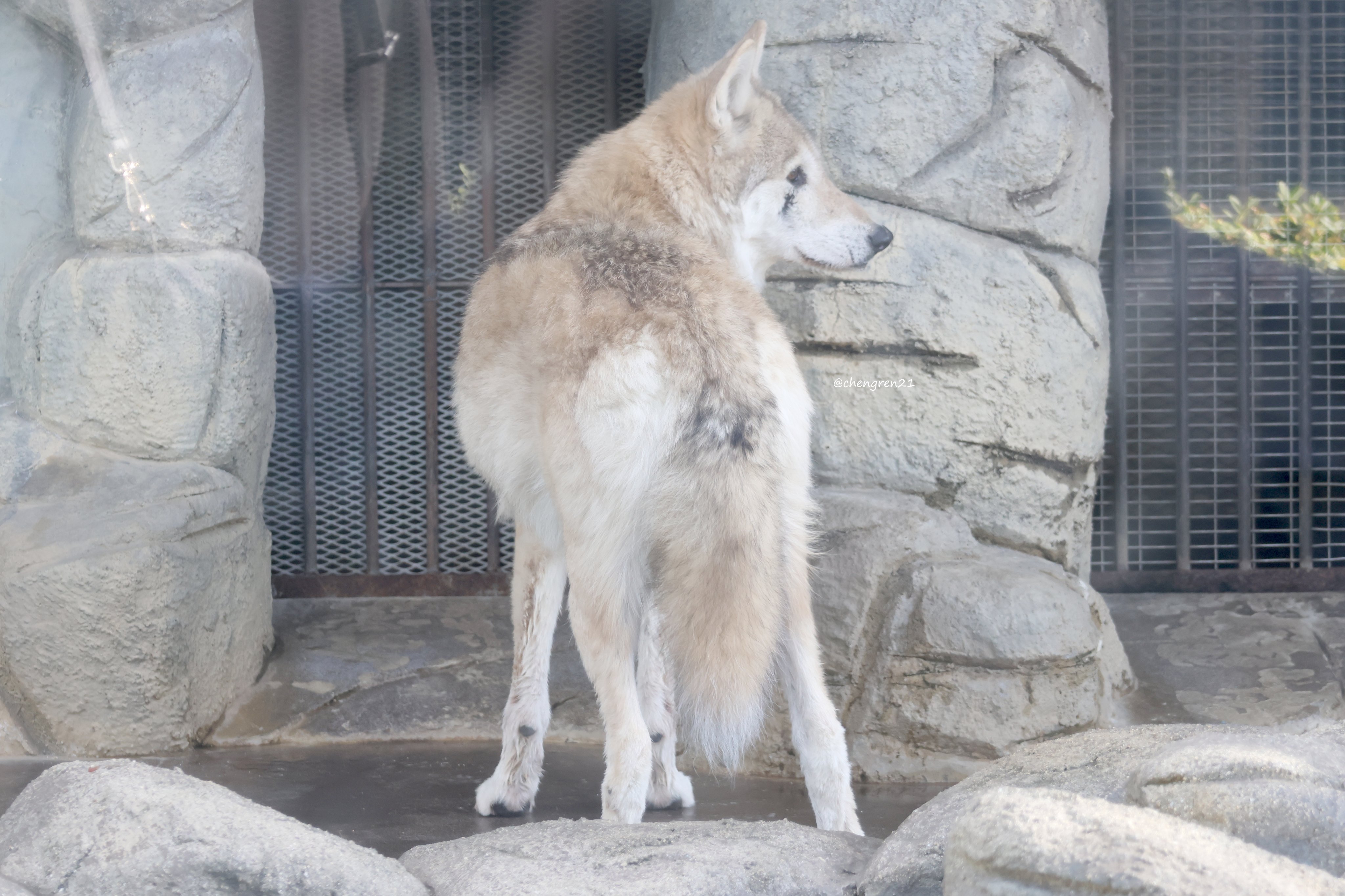 鹿ポシェットを下げたハイイロオオカミさん 鹿ポシェットを下げたハイイロオオカミさん ハイイロオオカミ