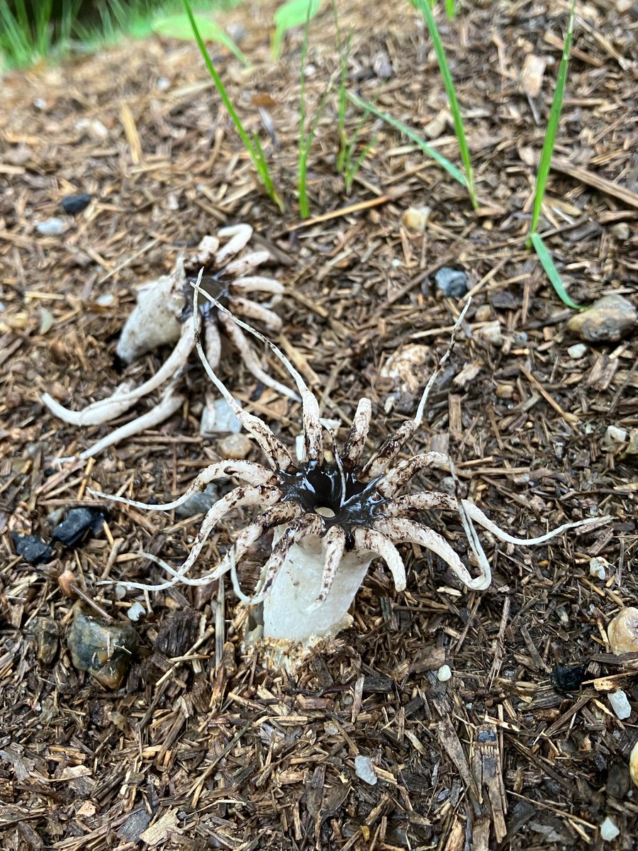 今日は、知り合いにイカタケを見せてもらった！
なんとか立派なのが生えたいてよかった。