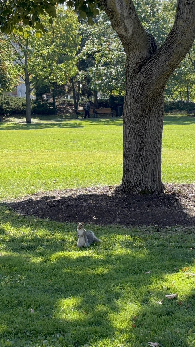 When a car drove over, the squirrel heard the sound, stood still, and listened to it carefully, full of curiosity.