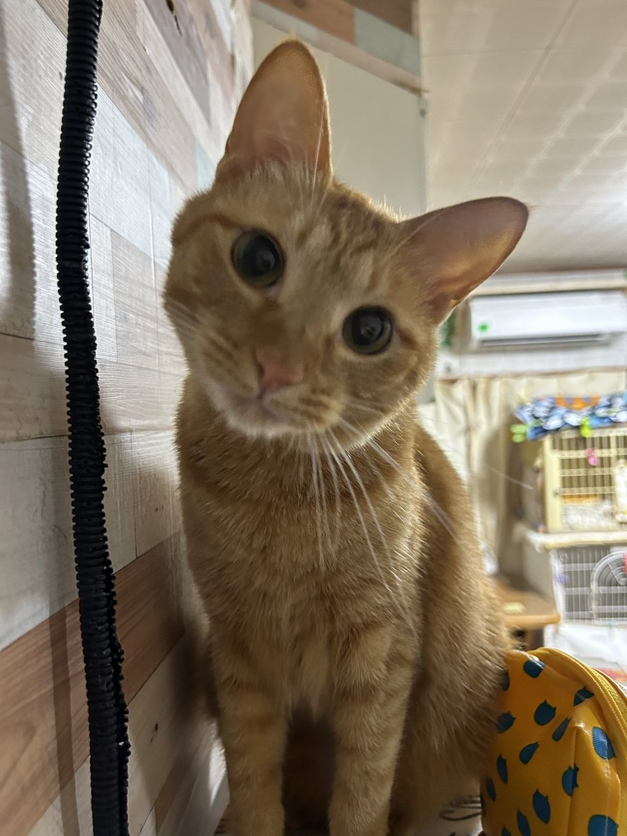 ふくこ
お嫁入りの日だというのに
引っ掻き傷が😰

犯にゃんはマーベル
現行犯です👮

#小競り合い
#またたび家_ふくこ
#またたび家_マーベル
#愛おしい