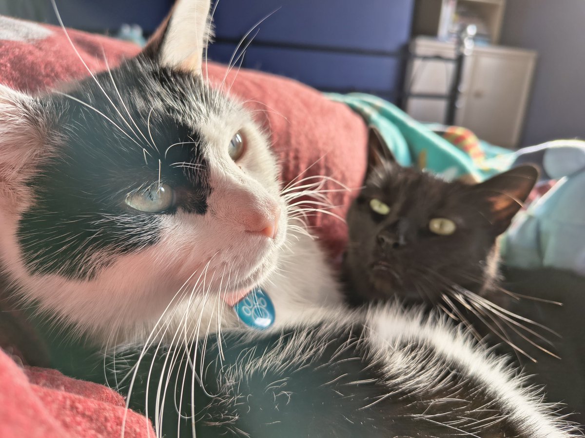 Meg_Cra's tweet photo. @DawnMBennettVA My guy on the left (Avery) just got diagnosed with lymphoma a couple of days ago. Sadly his look out on life isn't as bright but he's loved and will continue to be loved till his last breath. All the love to you and your cat. https://t.co/vzUxqATYYe
