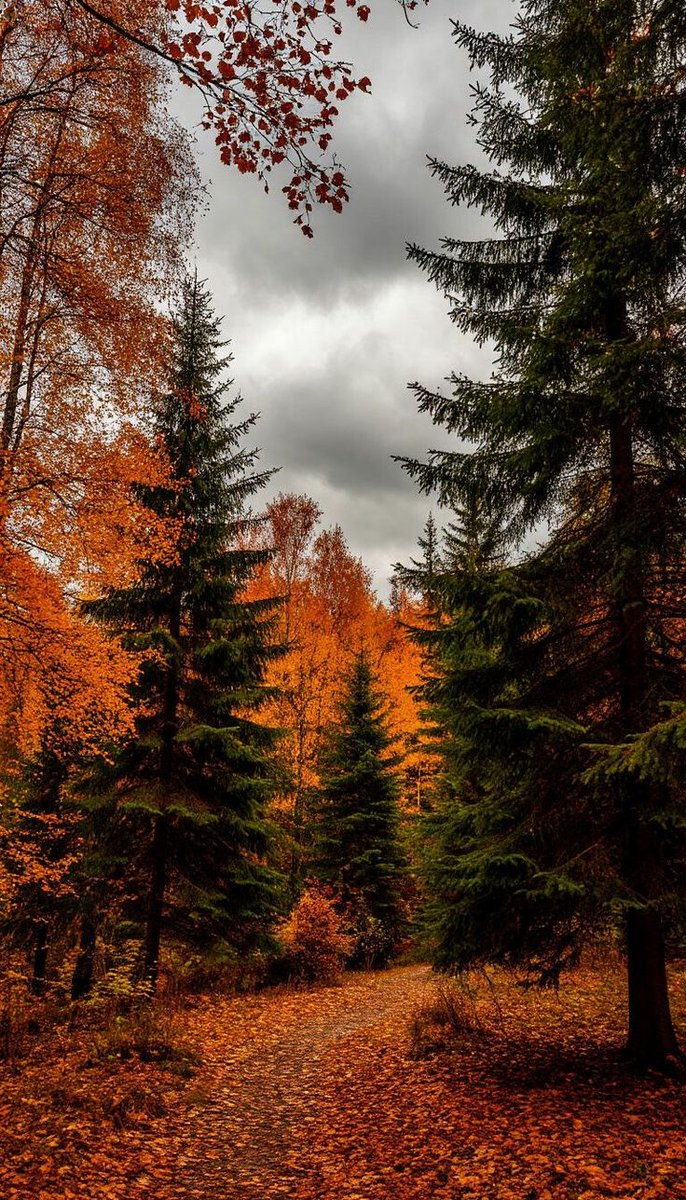 Amándoos los unos a los otros con amor fraternal; en cuanto a honra, prefiriéndoos los unos a los otros; gozosos en la esperanza, pacientes en la tribulación, constantes en la oración. Gozaos con los que se gozan. Llorad con los que lloran.
Romanos 12:(10)(12)(15)
Alegran a DIOS.