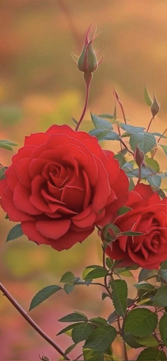 Eve (@takacsevarita) on Twitter photo 