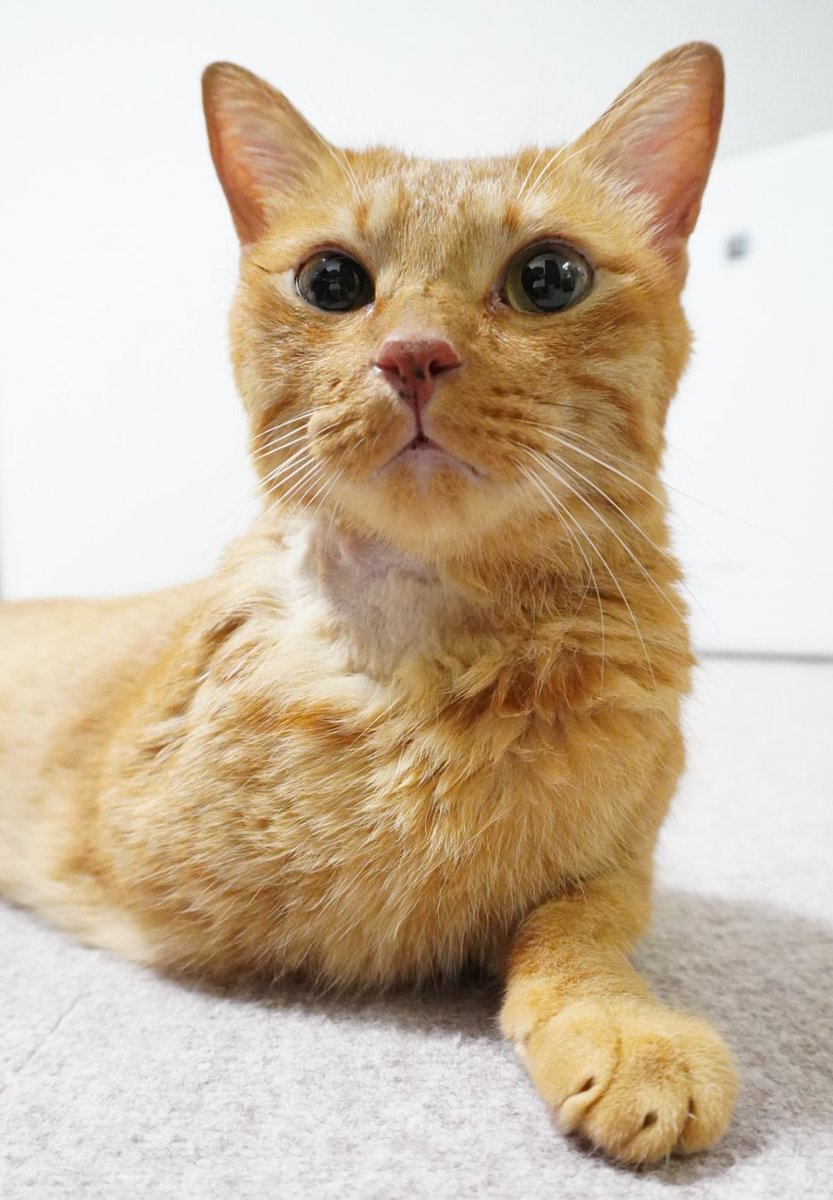 にゃんちゅうち様確認 にゃんちゅうの様 確認用 にゃんちゅうです ニャンちゅうズ