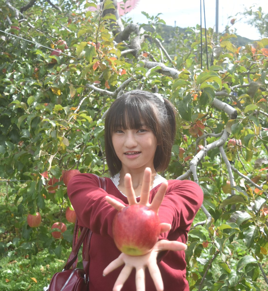 kurimisu113844's tweet image. かなでちゃん可愛すぎる
りんご波‼️
#かなでん　#かなで
#あかぎ団
#りんご狩り