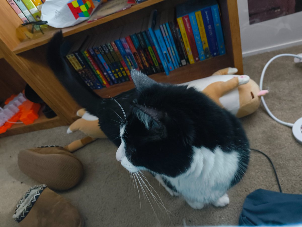 reiisacritter's tweet image. look at my cat :3
#cat #cute #fyp