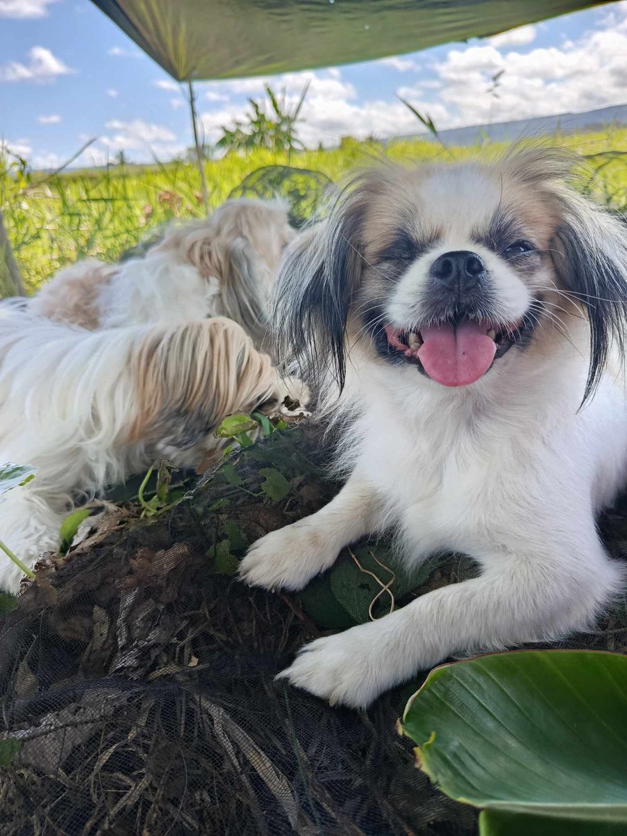 naomiloonstra's tweet photo. Yesterday was #worldanimalday.
My baby's, my friends and all other animals at my place had a great day.

Did you had a great world animal day? https://t.co/HTvgLT6X4w