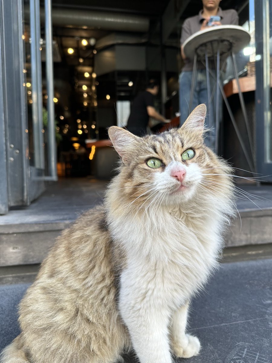 Serhat Taş (@serhttas) on Twitter photo 