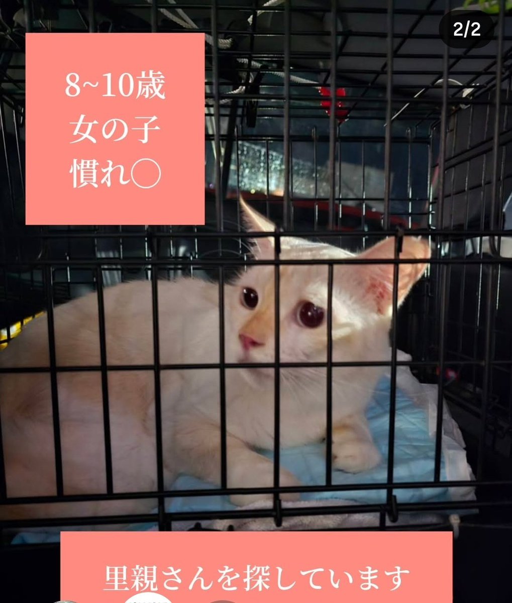 noraneko_tasuke's tweet photo. 里親さん募集中🆘
飼い主さんが亡くなりました😭
まさか…
前日に
「俺が死んだら猫をお願いしたい」
そんな深刻な様子もなかったのに…
突然死…
#のらネコたすけ隊
↓Instagram猫ムスメからの投稿 https://t.co/XF6n3rvy9R