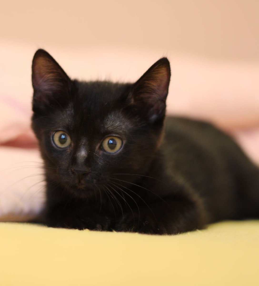 Chce mi się ryczeć i serce mi pęka!

Trzeba chyba zrezygnować z leczenia Nory... 

Nie ma nawet na pierwsze dawki leku...

To ostatnia szansa, musimy chociaż zebrać 1000 zł na początek.
To być albo nie być dla niej.

pomagam.pl/norakontrafip