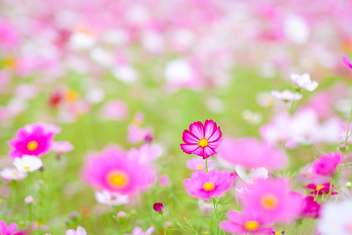 201810sa's tweet photo. コスモスが見頃と聞いたので行ってみたけどやっぱり花の撮影は苦手だと再確認。花撮るのって難しい！どうすれば面白いかわからん！

#PENTAX 
#pentaxk3mkiii 
#pentax_dfa5014 https://t.co/V1Qc1efhDt