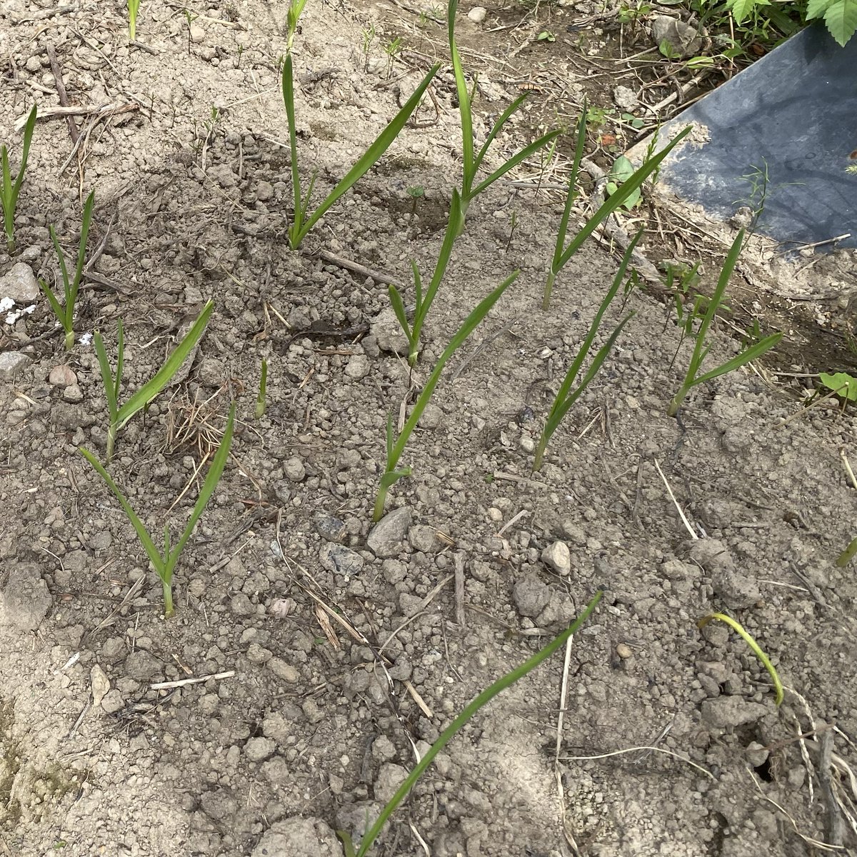 cocoapoisoning's tweet image. にんにくの芽