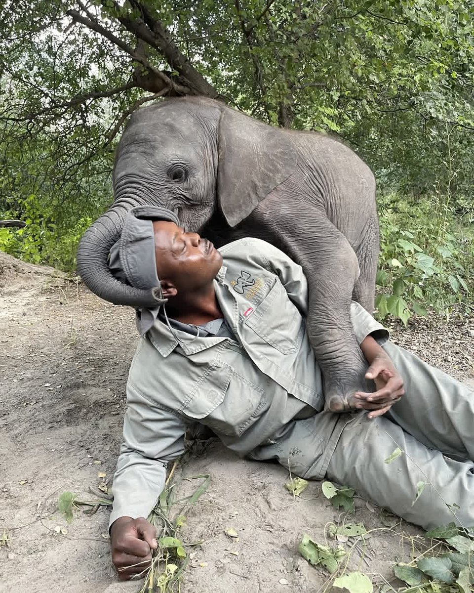 francewitch's tweet image. Baby orphan #elephant  🐘 &quot;Joy&quot; and her beloved handler. @SheldrickTrust . Lots of stunning videos. &quot;Sheldrick Wildlife Trust&quot; on FB.