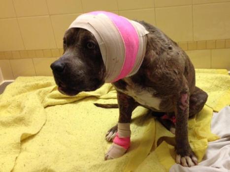 Derek Henry the year I draft him in #FantasyFootball