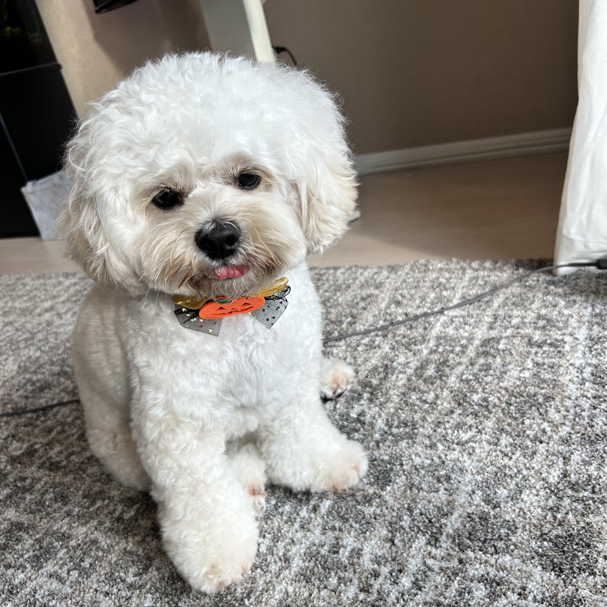 morico_design's tweet image. シャンプーしてもらってふわもこぉぉ🫧🐶
#ペキプー