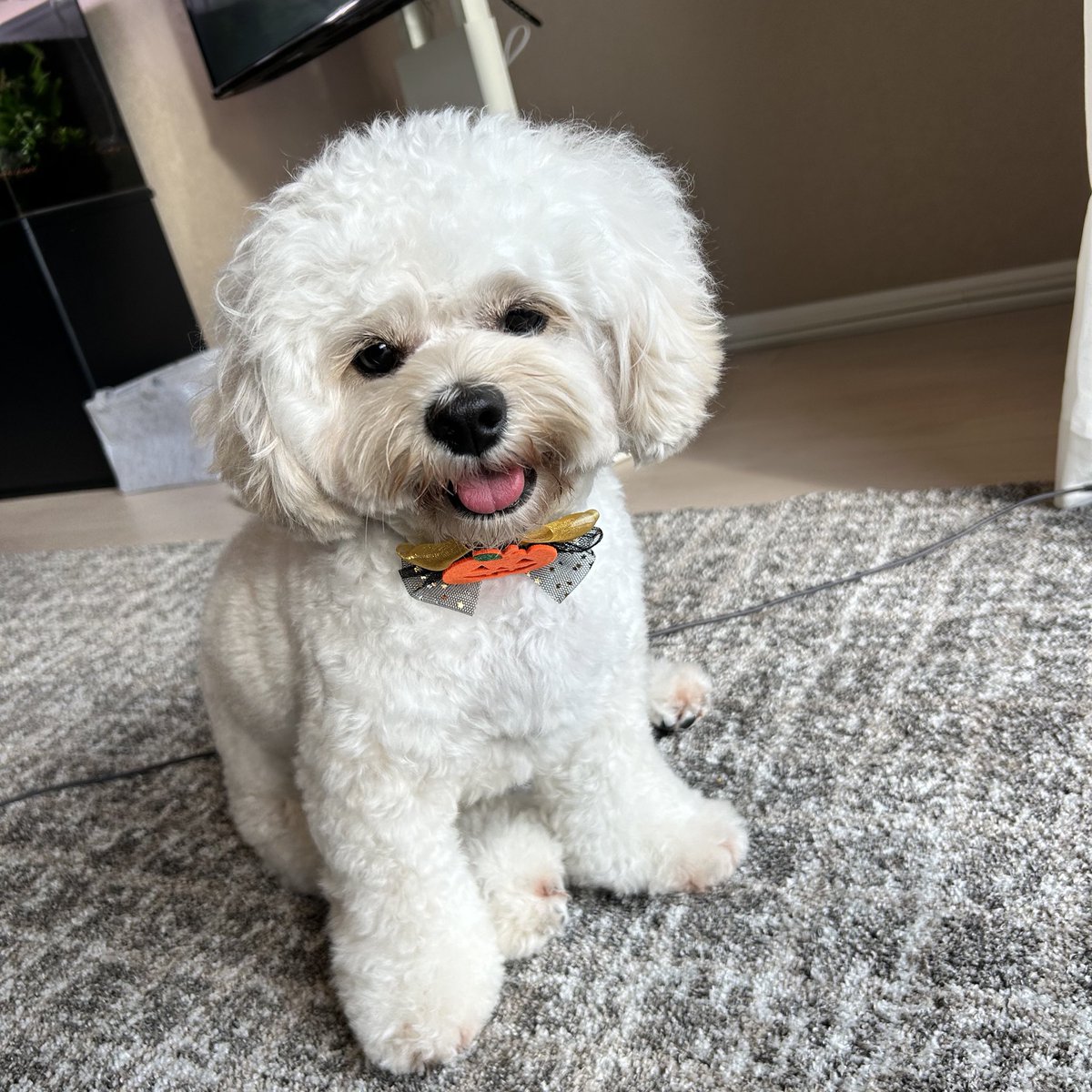 morico_design's tweet image. シャンプーしてもらってふわもこぉぉ🫧🐶
#ペキプー