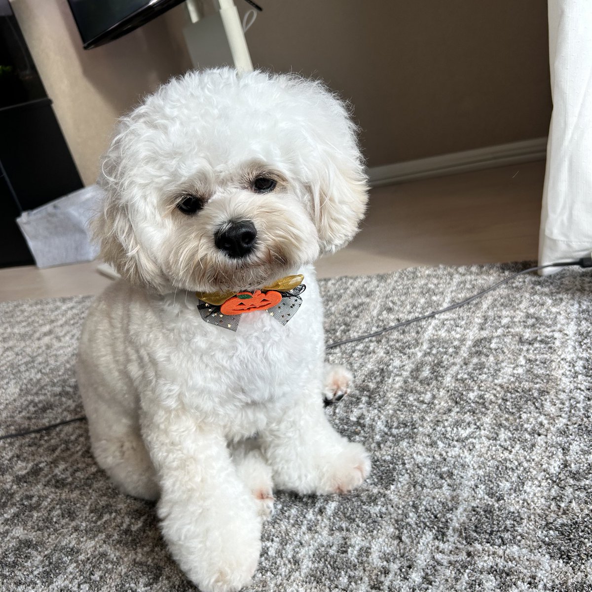 morico_design's tweet image. シャンプーしてもらってふわもこぉぉ🫧🐶
#ペキプー