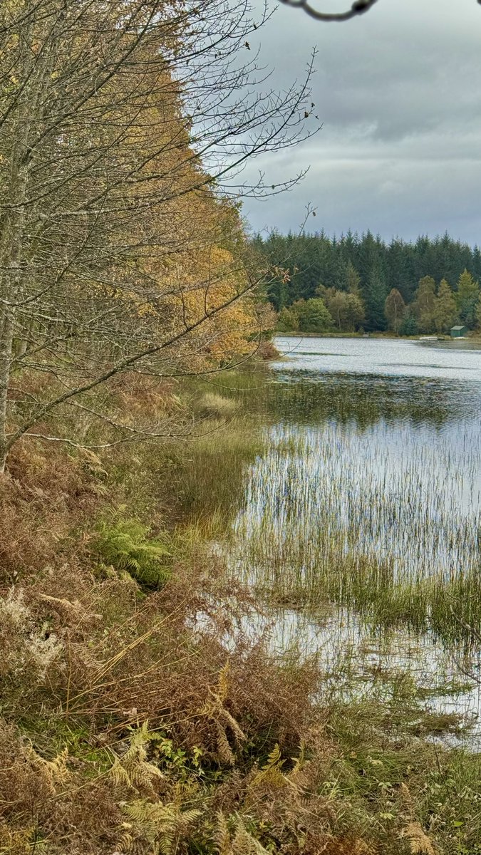 alistairgilli10's tweet image. A few more from today #hike #hiker #walk #trossachs #Scotland