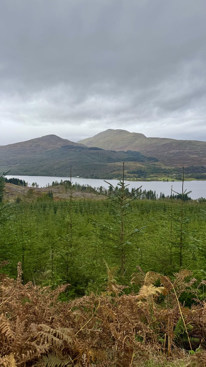 alistairgilli10's tweet image. A few more from today #hike #hiker #walk #trossachs #Scotland