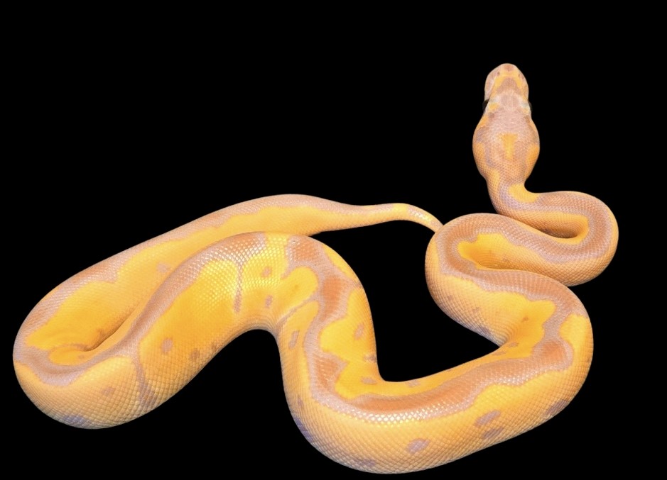 champpythons's tweet image. This beautiful bright guy is now available on our Morph Market.
1.0 Pastel, Banana, Enchi, Clown