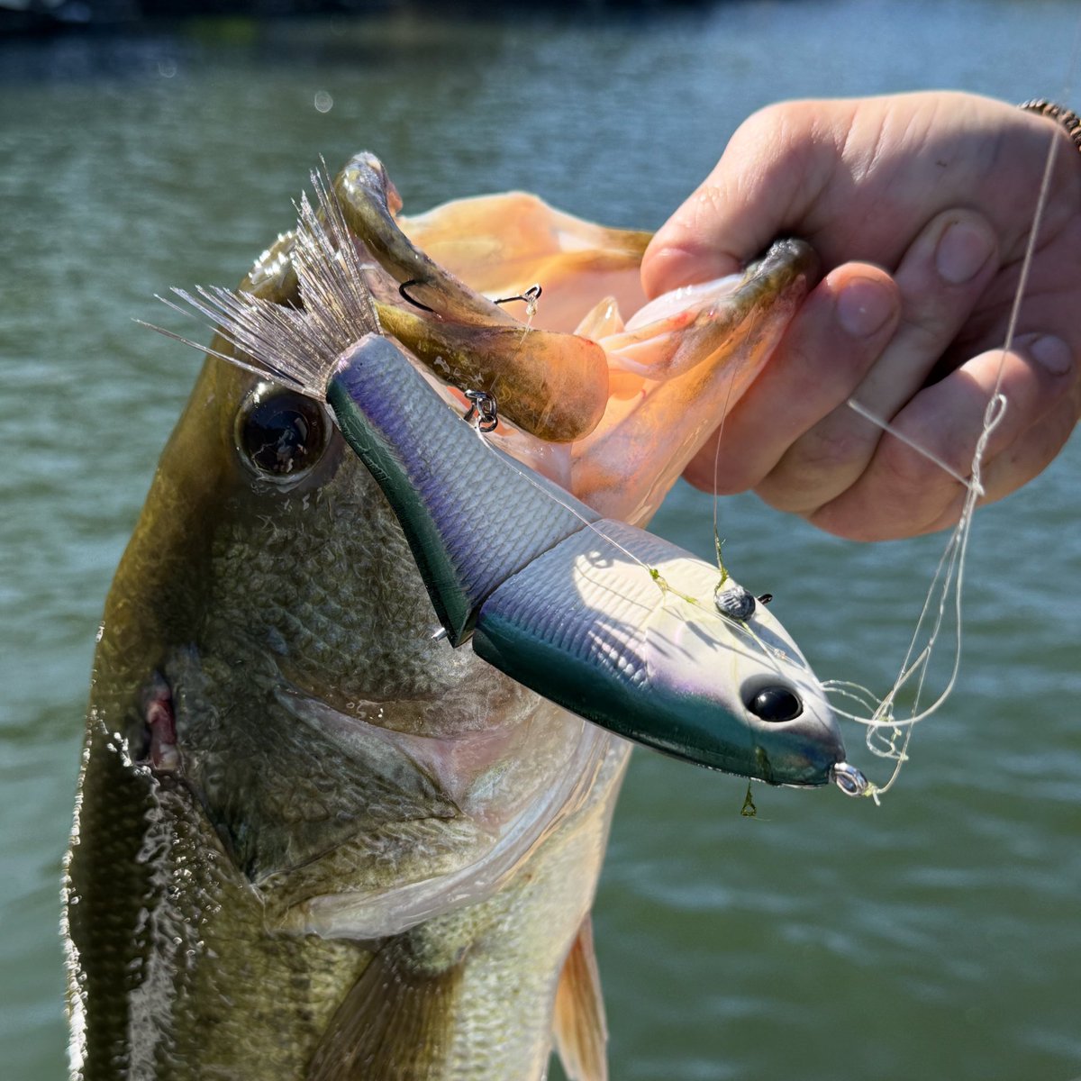 jmp172's tweet photo. New rig or a bass that won’t learn its lesson? 😂

P.S. - Sign up for the email blast (on the home page of the website) to be notified when baits become available (drop).

#clutchswimbaitco #bassfishing #swimbaits #swimbaitunderground #fishing #glidebait #swimbait https://t.co/Rro0XNWUCV
