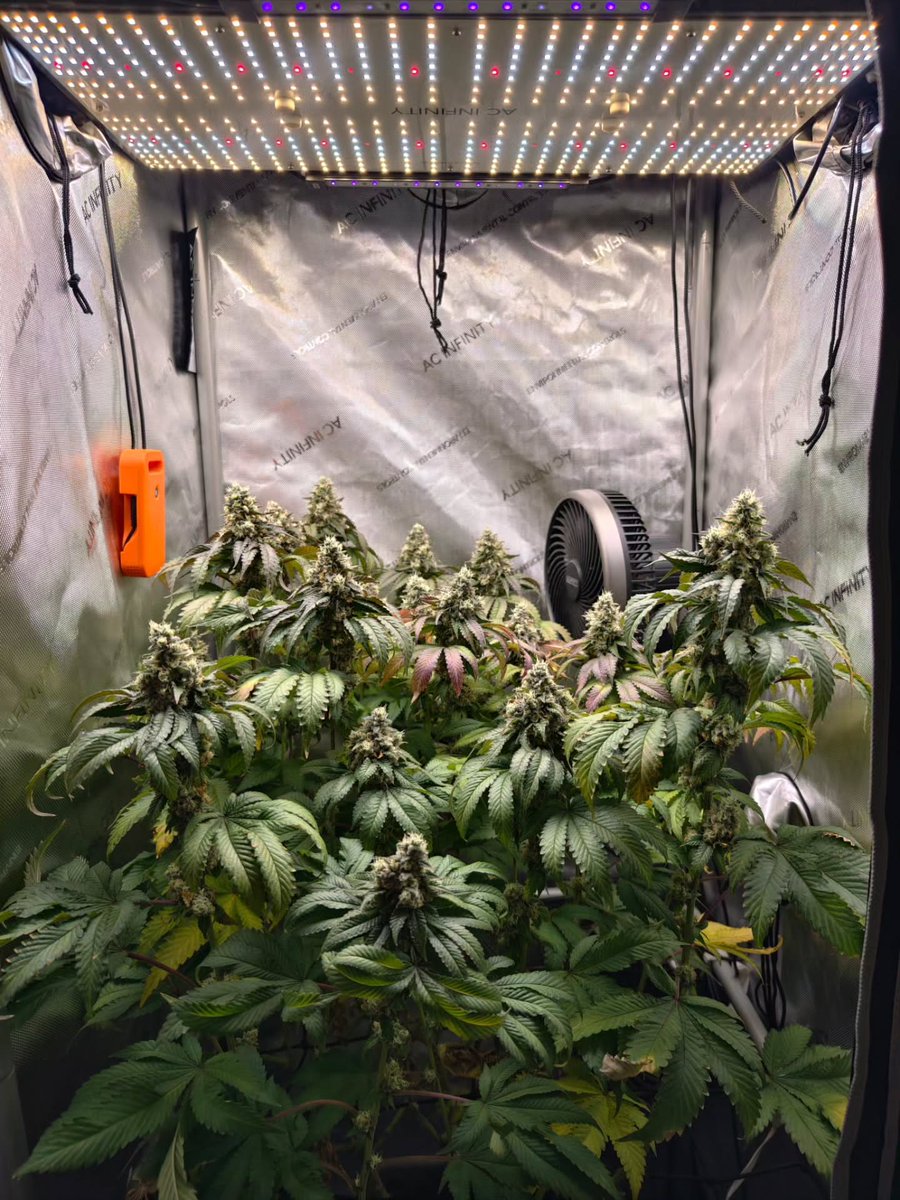 Restocktation's tweet image. BLOOM-BOX: 🌺44 – Capturing Nature’s Art

Sometimes it’s not about updates or numbers – it’s about pausing for a moment and simply enjoying the view. The elegance, the textures, the colors – plant photography at its finest.