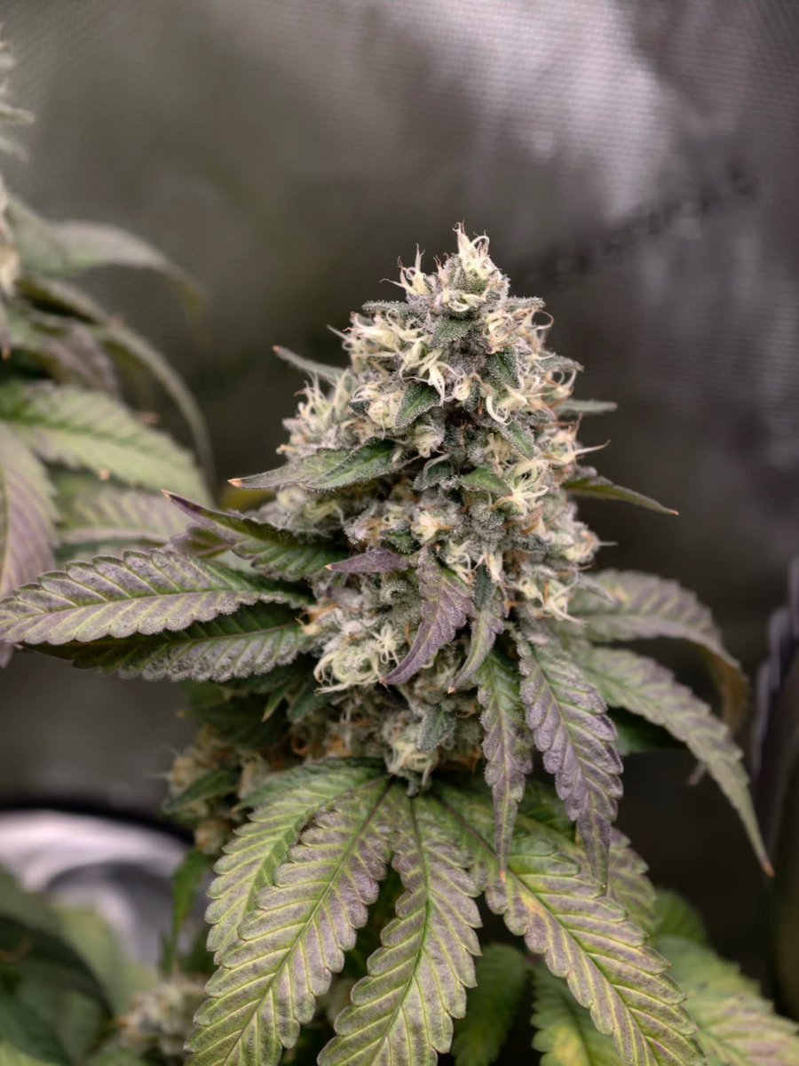 Restocktation's tweet image. BLOOM-BOX: 🌺44 – Capturing Nature’s Art

Sometimes it’s not about updates or numbers – it’s about pausing for a moment and simply enjoying the view. The elegance, the textures, the colors – plant photography at its finest.