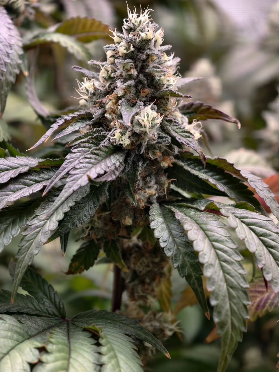 Restocktation's tweet image. BLOOM-BOX: 🌺44 – Capturing Nature’s Art

Sometimes it’s not about updates or numbers – it’s about pausing for a moment and simply enjoying the view. The elegance, the textures, the colors – plant photography at its finest.