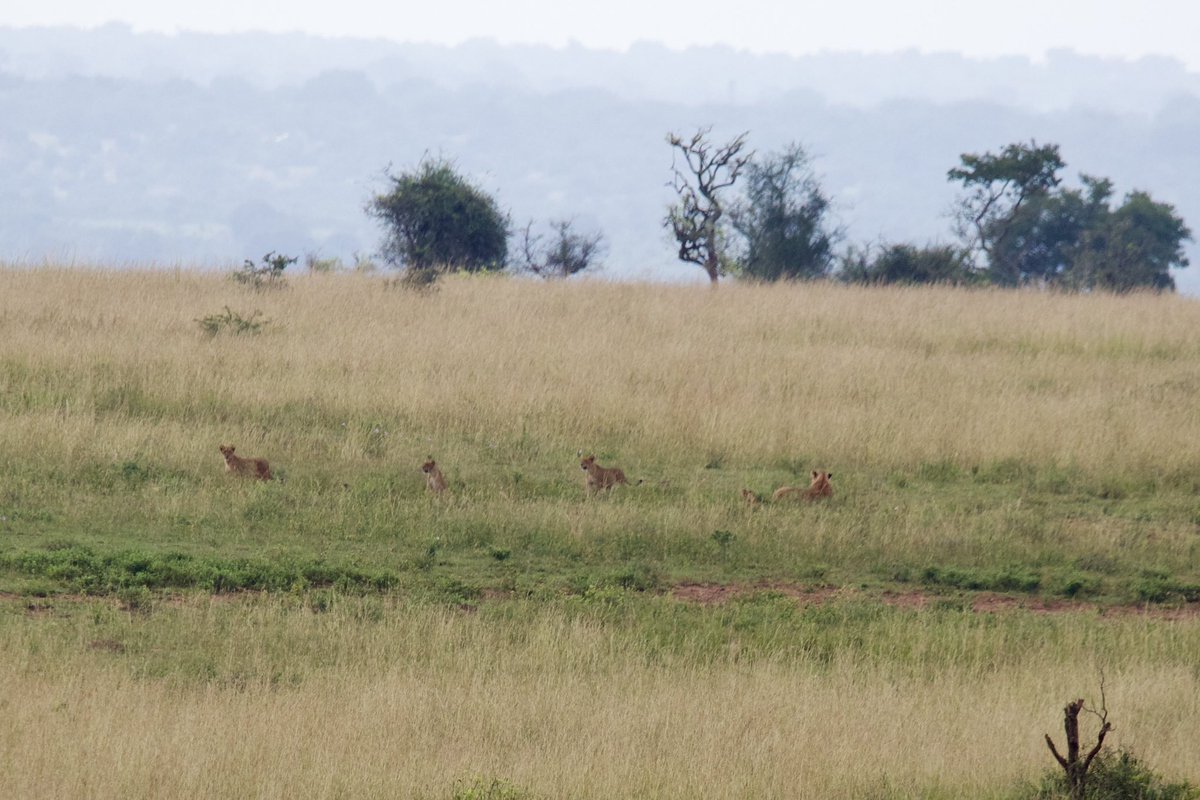 Would you count this as a sight of lions
