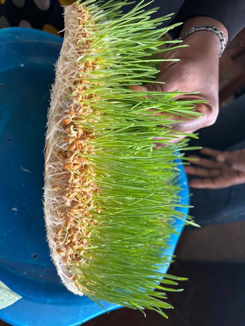 ti_annah998's tweet image. I want to share my final year project from OBAFEMI AWOLOWO UNIVERSITY ile ife , experiment was conducted at the Ecology Lab. Department of Animal sciences, under the supervision of Prof. J. A ODEDIRE. 
This alternative mode of feed production for livestock is called Hydroponics.