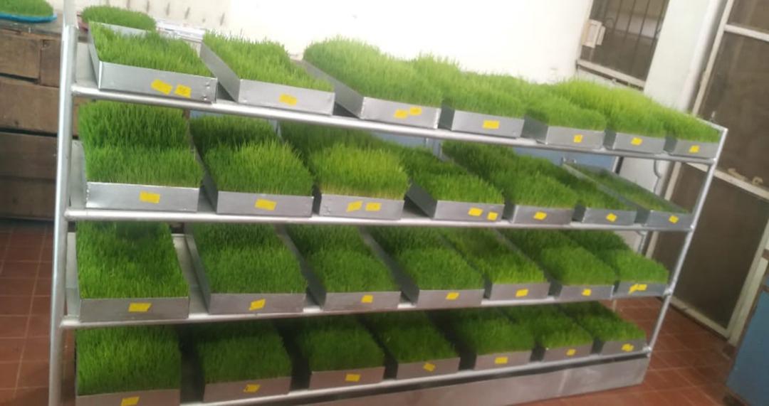 ti_annah998's tweet image. I want to share my final year project from OBAFEMI AWOLOWO UNIVERSITY ile ife , experiment was conducted at the Ecology Lab. Department of Animal sciences, under the supervision of Prof. J. A ODEDIRE. 
This alternative mode of feed production for livestock is called Hydroponics.