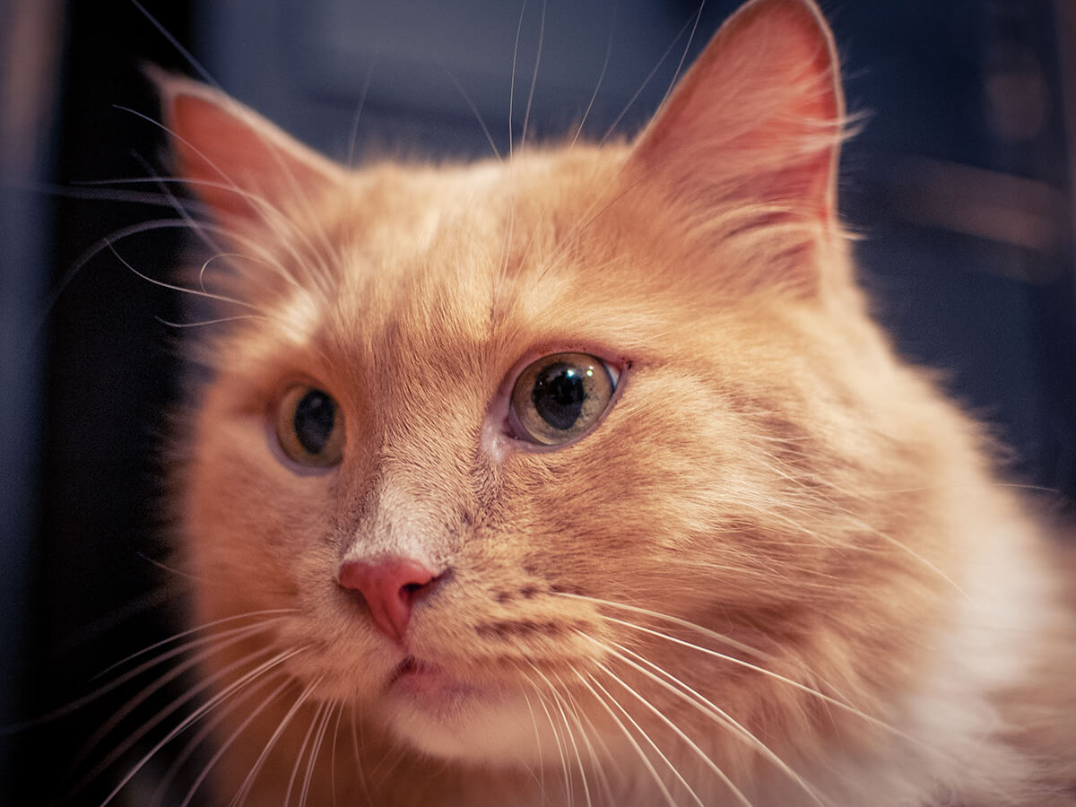 Кошкин папа 🐱 tweet media