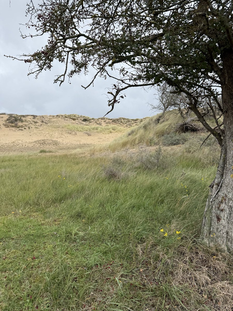DarkArzgebirger's tweet image. First time in the Netherlands — and hiking it out 🏍️🎒🇳🇱🥾

Day 2

What a wonderful day of hiking… with a very special encounter🦌☝🏻👊🏻

…Skål 🍺

#Hiking #Netherlands #AdventureAwaits #TravelMood