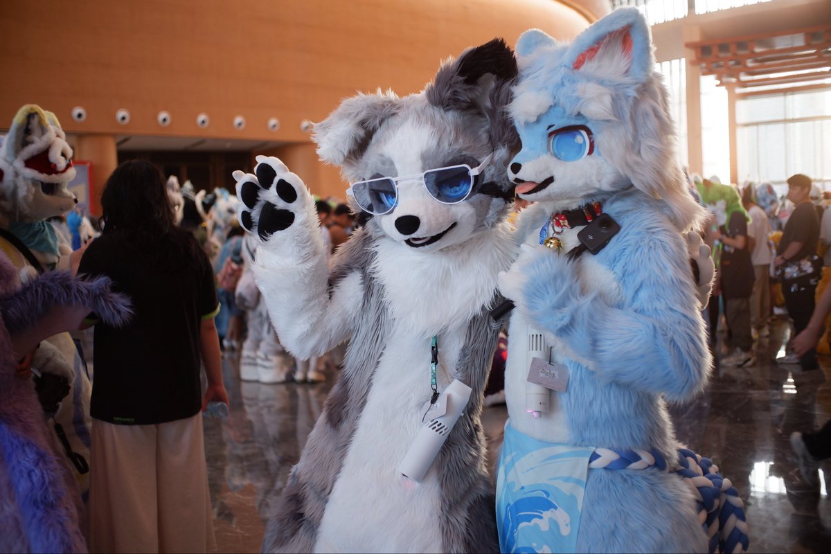 哈皮绝白狼 tweet media