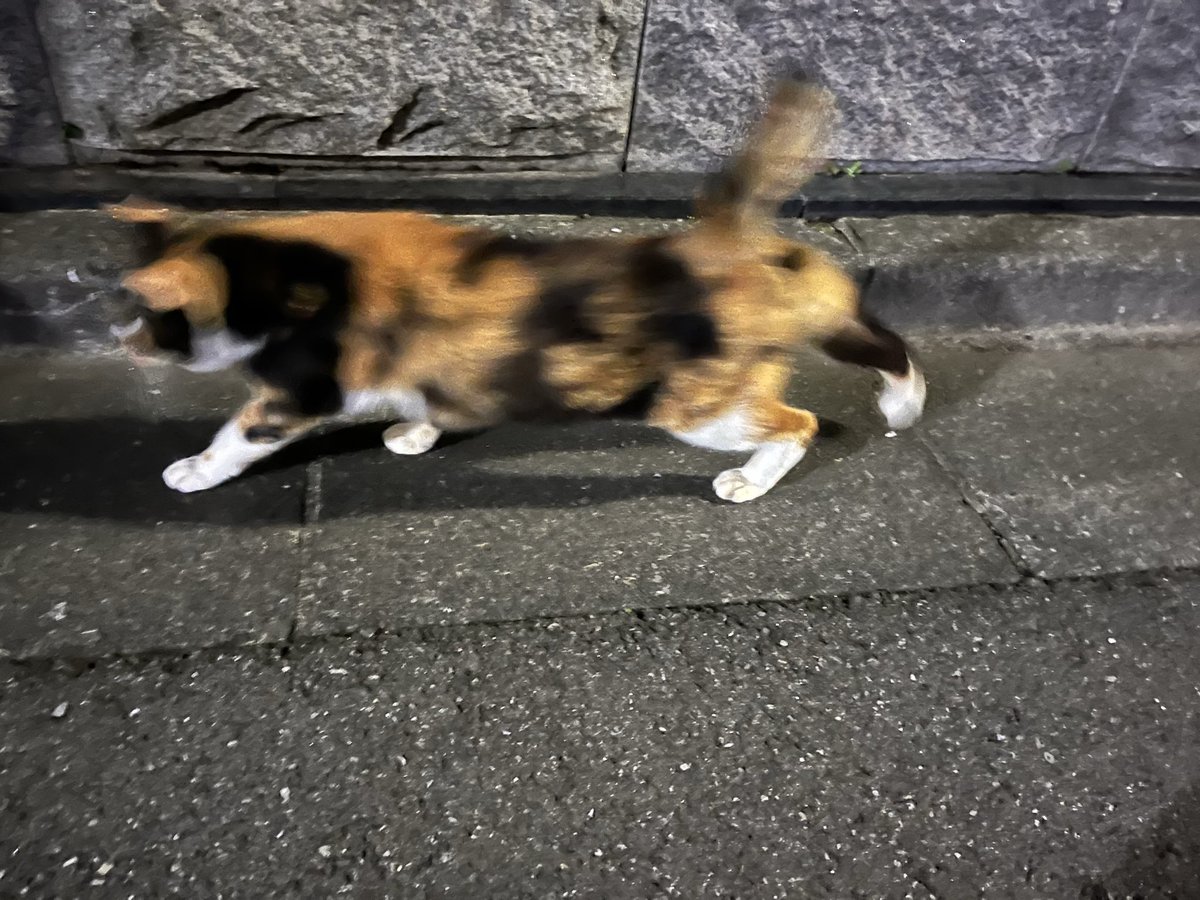 mi111b's tweet image. 写真撮らせて〜？
って言ったら、逃げられた…

あいつら日本語分かってる…

#野良猫