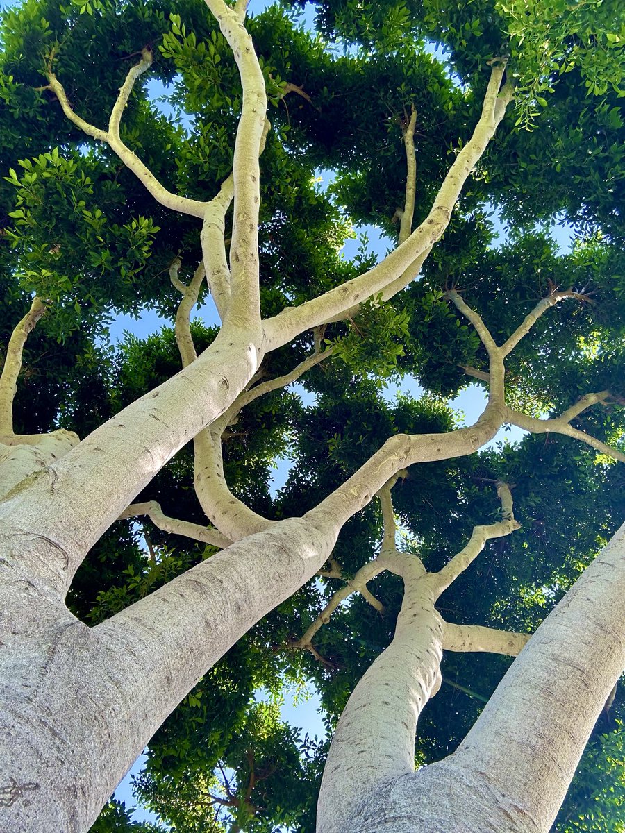 Mike Anthony tweet media