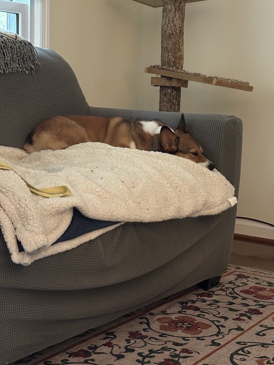 Lazy Sunday vibes! #CorgiCrew