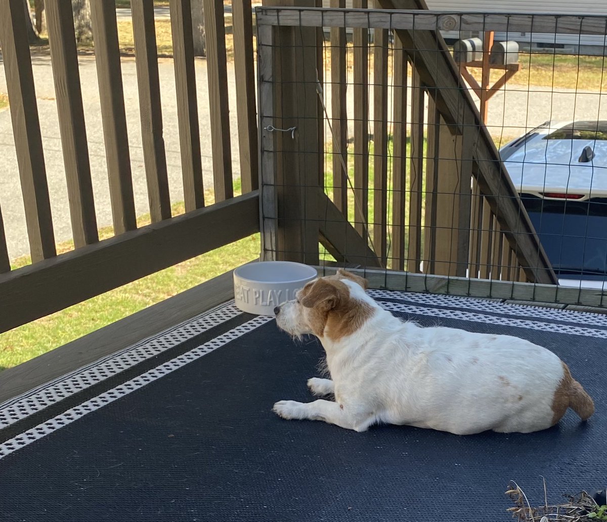 It’s a lovely warm Sunday. Hope yours is relaxing 🐾🧡🍁 #sundayvibes #surveillance #dogsofx #ZSHQ