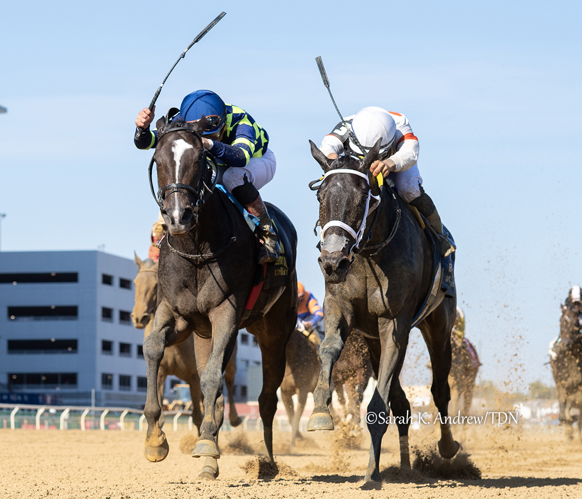 theTDN's tweet image. There's something spectacular about watching a top-class New York-bred collecting a career-highlight Grade I victory in their home state 🗽 IRON ORCHARD (Authentic) did just that Saturday at the Belmont at the Big A meeting, gritting it out to win the GI Frizette Stakes by a nose…