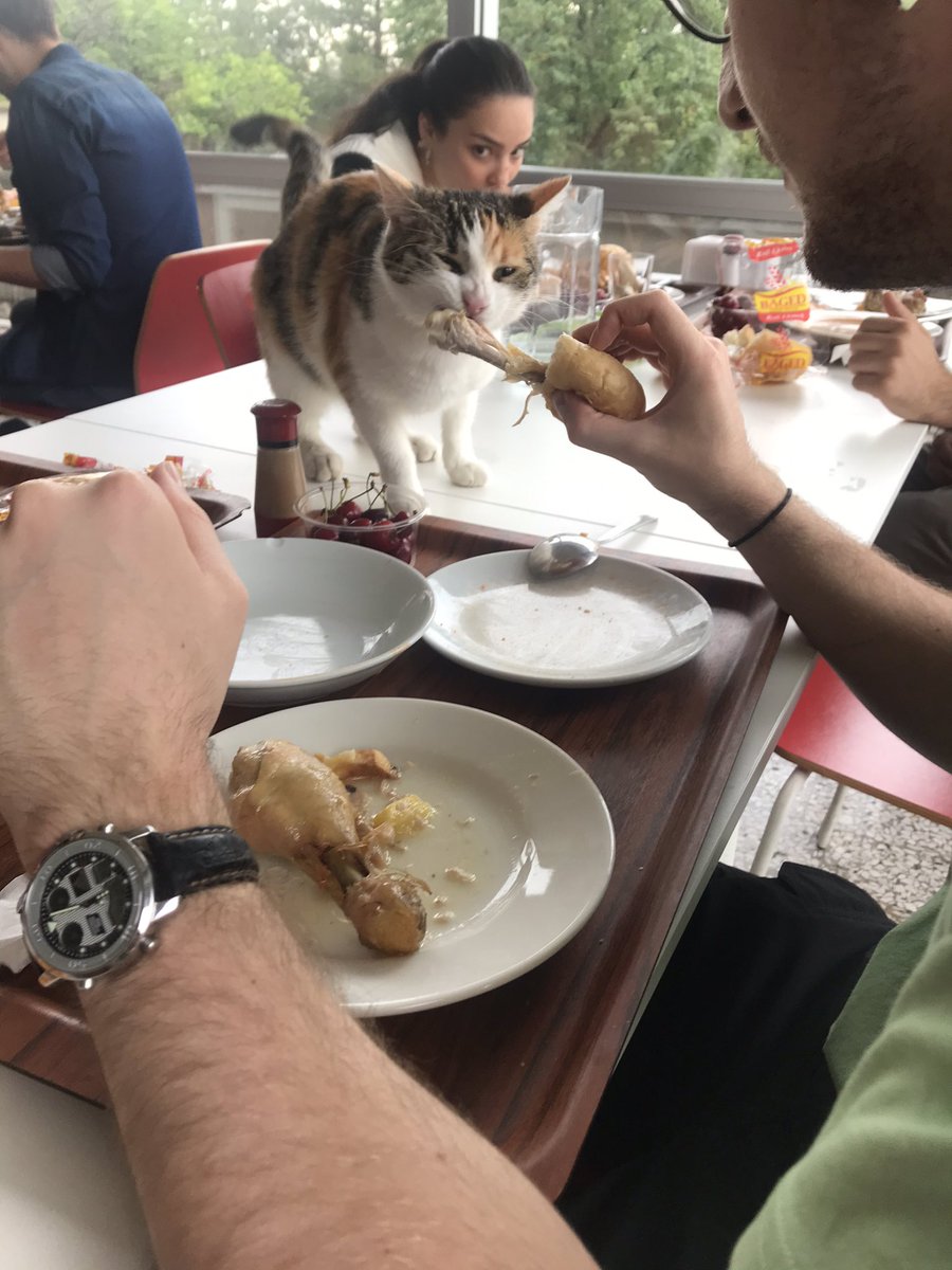 Yemekhanede haraç kesen kedi