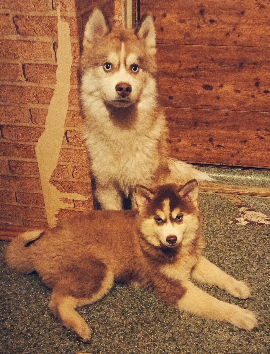 siderealEncoder's tweet image. Random fallout again because I suddenly became a father of 2 since I was recently gifted a little girl
This week was A Lot to handle but it&apos;s getting a bit better now 🙏
Look at my babies (ignore the wall apparently it was tasty)