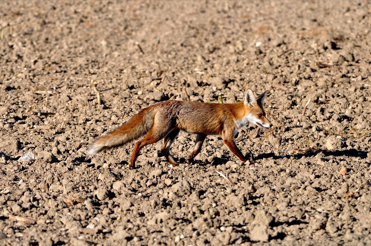 Zorro rojo (Vulpes vulpes), esta mañana en la provincia de Valladolid.