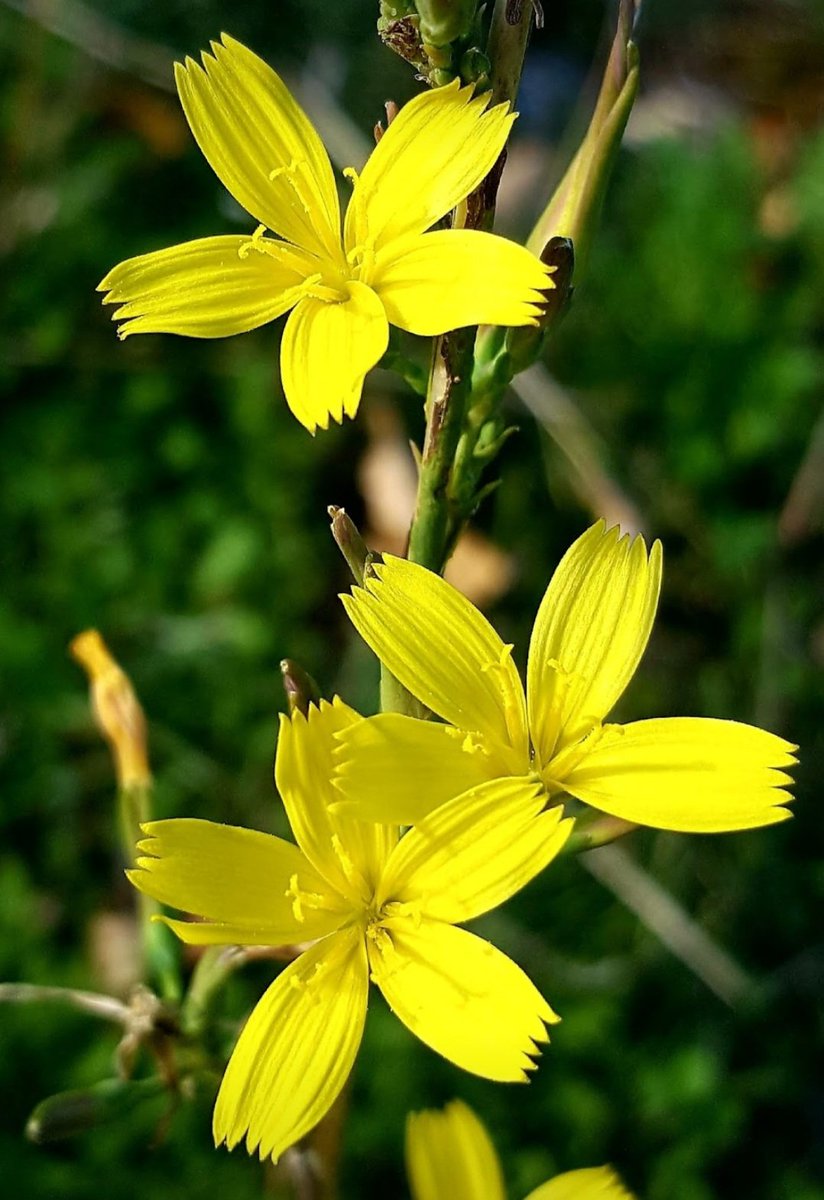 Maria Lea tweet media